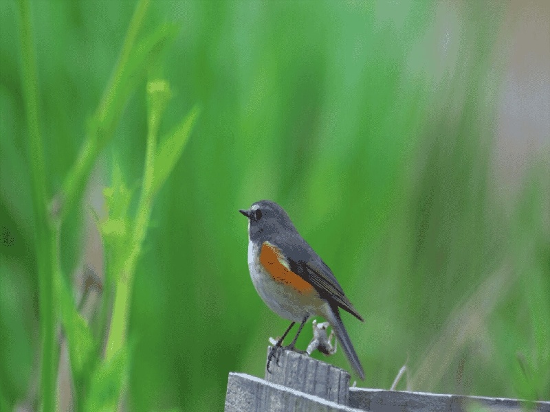 北京未婚试管中介（试管婴儿pgh）